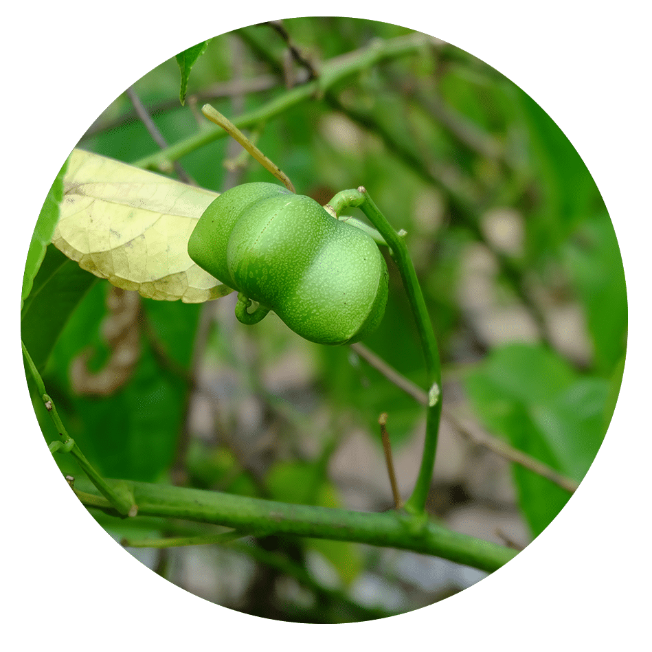 Sacha Inchi Oil