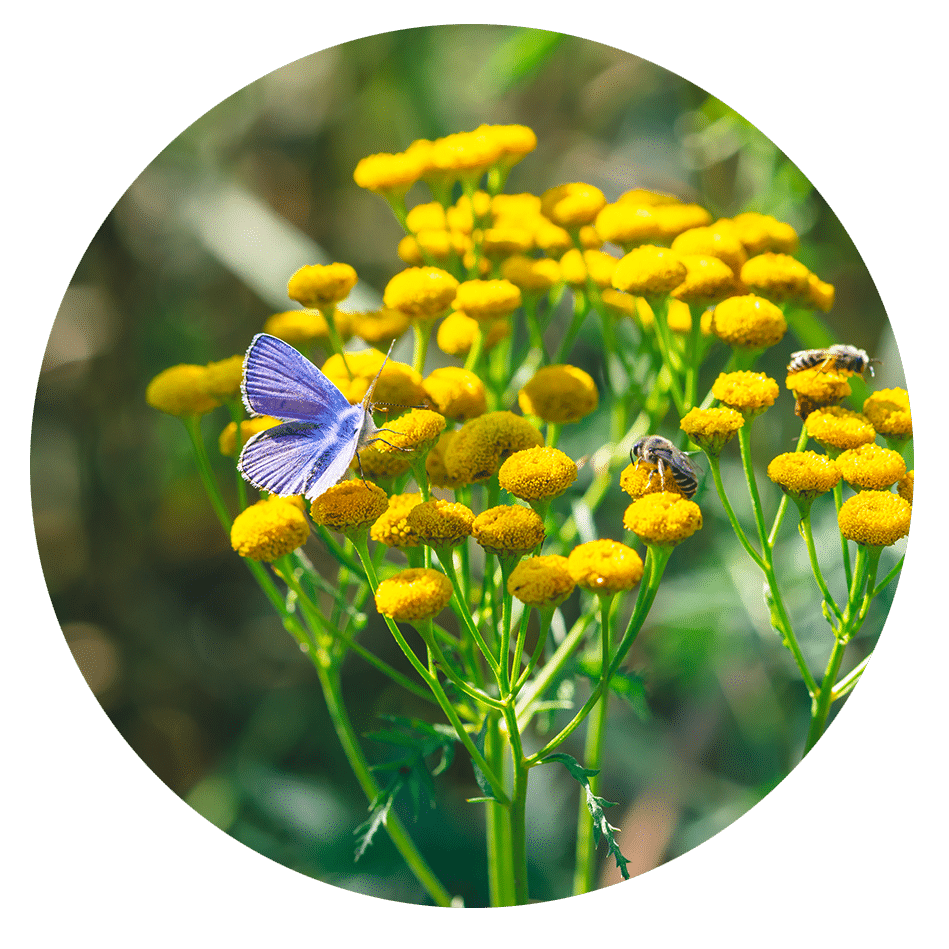 Blue Tansy