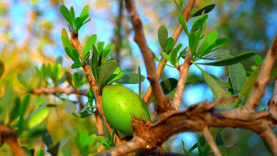 Argan tree