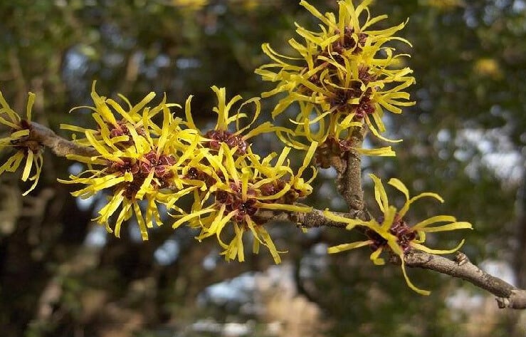 Witch Hazel