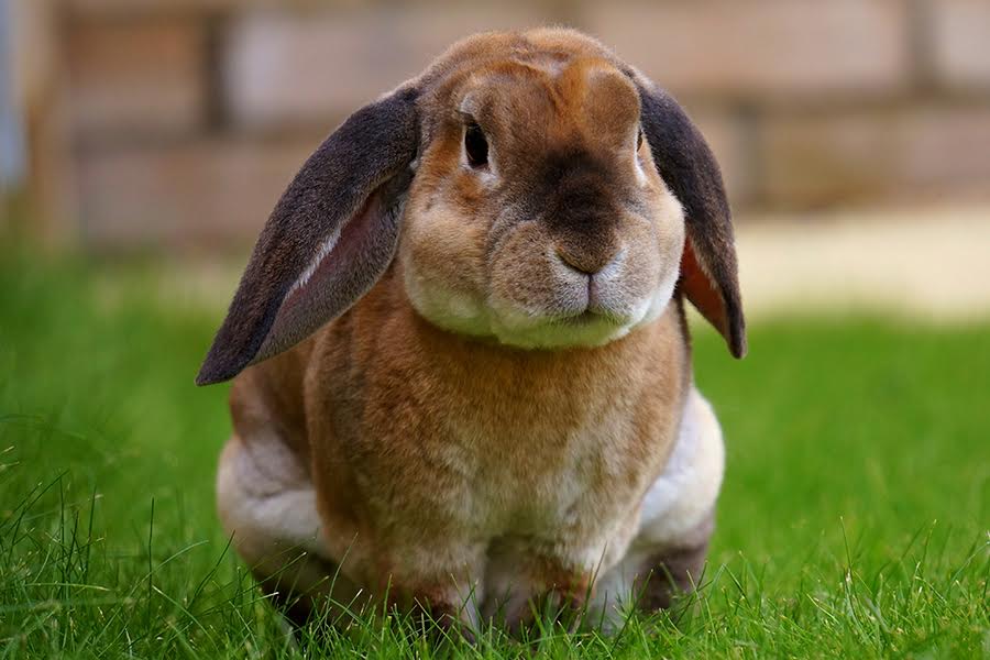 cruelty free skincare