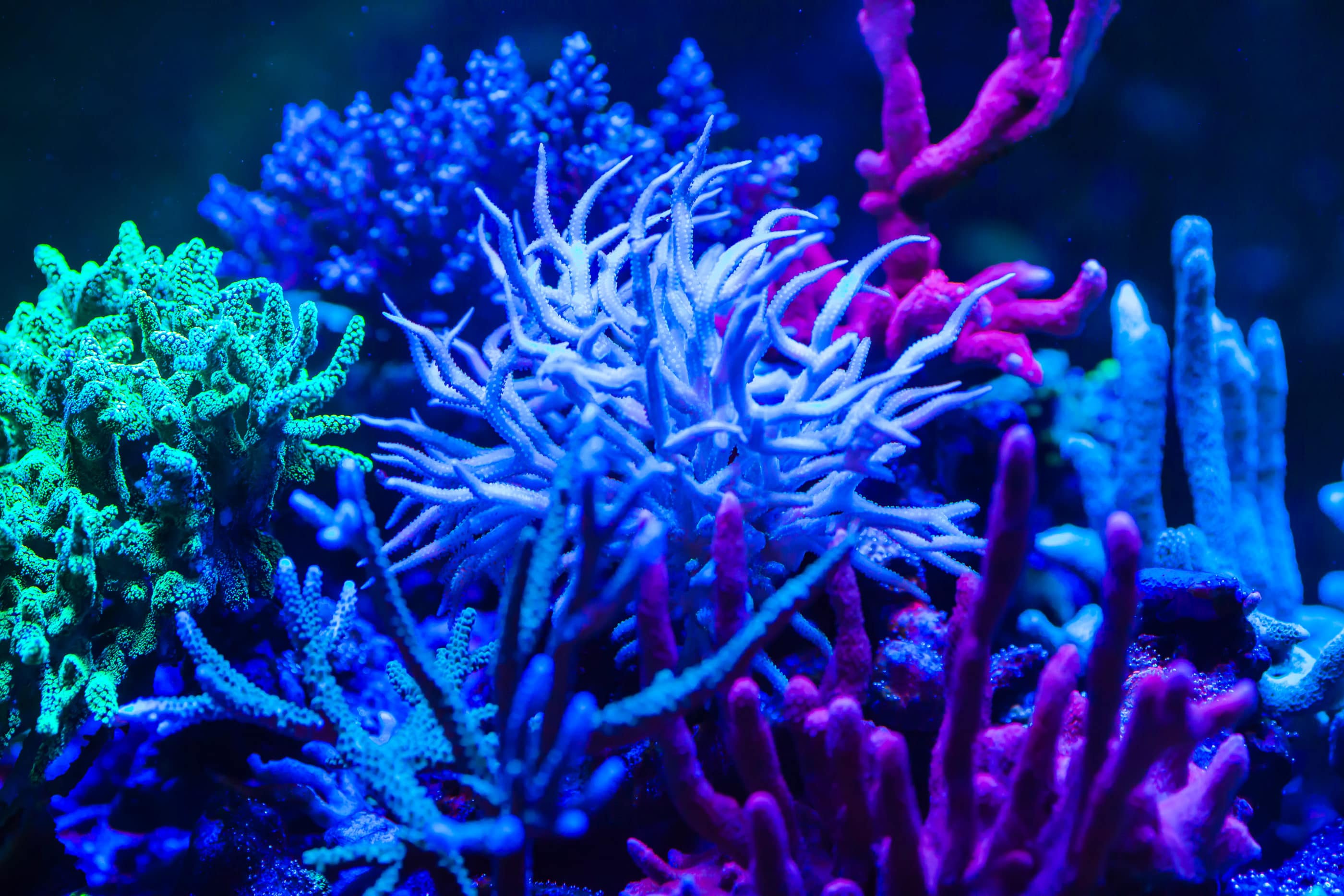 Coral Reef